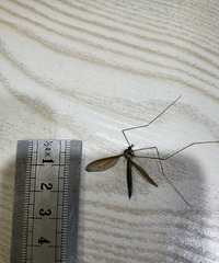 ����һ���������������ڼ��﷢��һֻ�������ӵ����� ���������