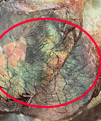 ��ţ�⵽�������������ѳ�����