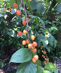 ��������ζ����