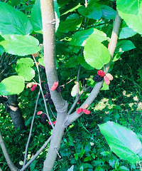 [��ʳ]���²���ɣ�� ����һ���