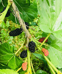 [��ʳ]���²���ɣ�� ����һ���