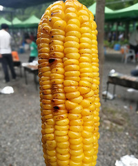 ��֯���տ� �������һȺ����ү�� ���������һ��