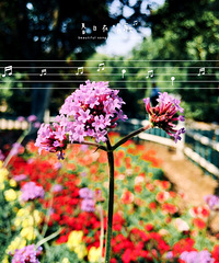 �����ڸ質