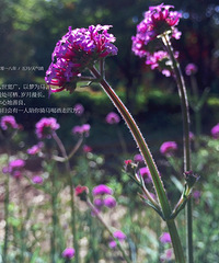 �����ڸ質