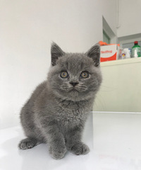 英短蓝猫