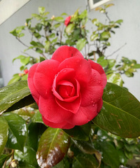 93�꽿С��MM ��Ы�� �ֻ��� ���Ҹ�˳�۵�90��