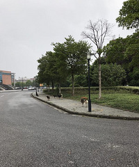 ����ĳУ���ڳ���һ��Ⱥ���˹� ���滹�м�ǧ��ʦ��