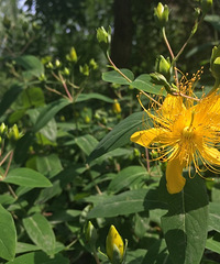 ��Ȼ���ȣ�������������hahaha