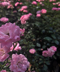 ��Ȼ���ȣ�������������hahaha