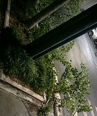 嘉兴今天的狂风暴雨 路边的树都被拔起来了