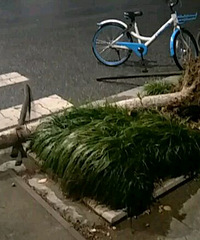 嘉兴今天的狂风暴雨 路边的树都被拔起来了