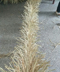 你们管这个叫什么 估计好多嘉兴人都不认识