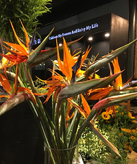 520 ����һ�ְ��������Լ����º�ƪ��