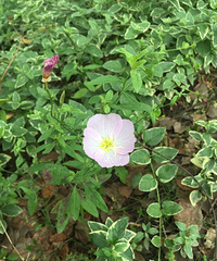 ��԰��Ļ���