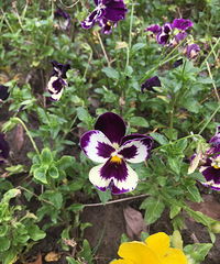 ��԰��Ļ���