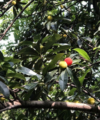 С�����ֵ���÷�� ��û������Ѿ�����