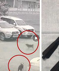 һ����������˽�ͷ����͵���� �Ҽ���ֻ��������