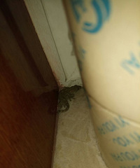 �������˸�����֮�ͣ����ڽ����﷢����һֻ������