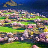 去林芝看桃花