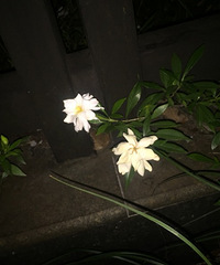 六一?
