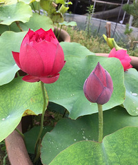 ��԰��ĺɻ�