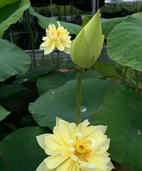 ��԰��ĺɻ�