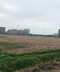 ��ǰ����ĵط��ɻ����� ��������ط�Խ��ԽƯ���� ��