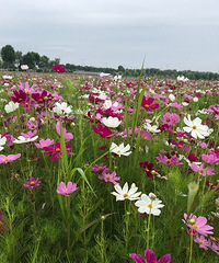 ��ǰ����ĵط��ɻ����� ��������ط�Խ��ԽƯ���� ��