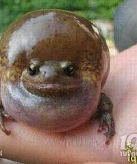 ���ƾ�Ȼ���гԸ�󡣿������˶ٷ� �������������