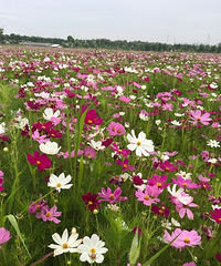 ��ҵ��Ļ���������ô���ˣ����ѣ�����Ҧ�ҵ���