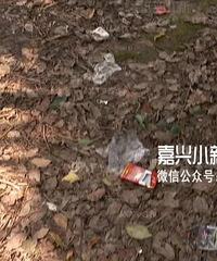 嘉兴一偏僻小树林里传来人声!商务车来回接送 他们在做什么?