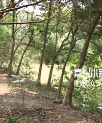 嘉兴一偏僻小树林里传来人声!商务车来回接送 他们在做什么?