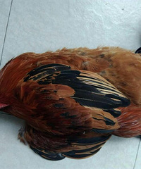 �Ҹ���������ûʲôǮ �����ʵ����Ҳ�������������