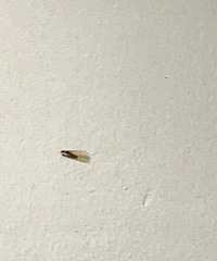 �ܼ��־�֢���������Ƿ�����ȥ��С���� ���ѣ����ϰ�