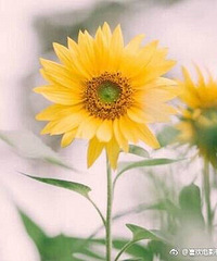 Ը��������ŵ�Զ��ܶ���