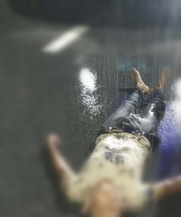 ���Σ��賿����һ�������ڱ����ͷ ����ͷ�����˺ۡ�����