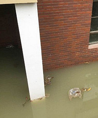 ����ĳ�ߵ�С�������챻�� ͥԺ��Ӿ��