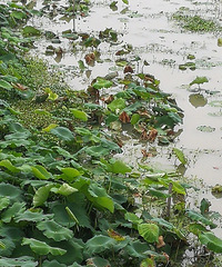 ����������һ���� ����һ���� �����ֳ�������