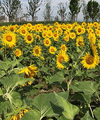 ��ա����տ�����