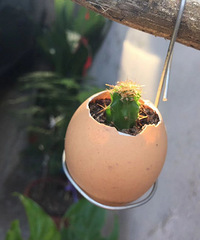 拿鸡蛋做花盆 厉害不?