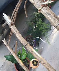 拿鸡蛋做花盆 厉害不?