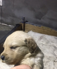 �Լ��ҵ�С��ë�����־��������˾�û�˼۸�1000-700