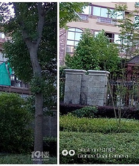 ĳС��ס�����Υ�½��� ��Ȼû�˹�