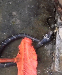 ���ģ�����С�����۾���