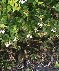 ��ϡ�棡�����Ϻ����ĵ��˷��� ������һ�μ�����