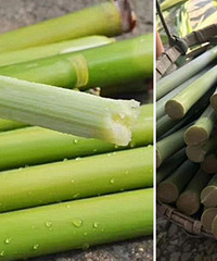 ����ɱ��˭���ǵ����ζ��