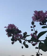 �����ƻ�Ҳ����ס��ʢ��