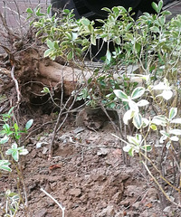 ����ĳС��Ұ��ʩ�� �Ĵ����ڣ�񿾮������Ƭ����