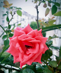 ��С�������Ļ���