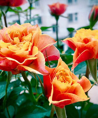 ��С�������Ļ���